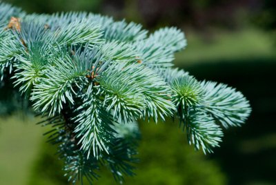Picea pungens 'Glauca' - smrk pichlavý cv.Průhonice (115) - jehlice